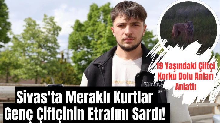 Sivas'ta Meraklı Kurtlar Genç Çiftçinin Etrafını Sardı! 