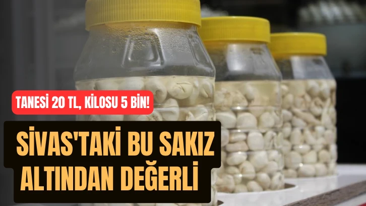 Tanesi 20 Lira, Kilosu 5 Bin Lira! Sivas'taki Bu Sakız Altından Değerli 