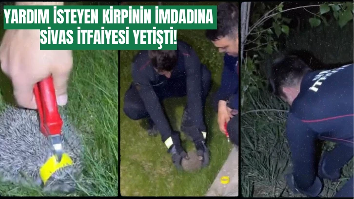 Yardım İsteyen Kirpinin İmdadına Sivas İtfaiyesi Yetişti!