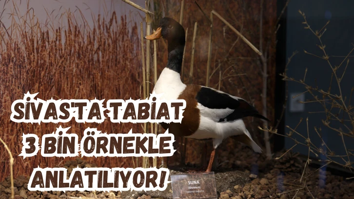 Sivas'ta Tabiat 3 Bin Örnekle Anlatılıyor! 