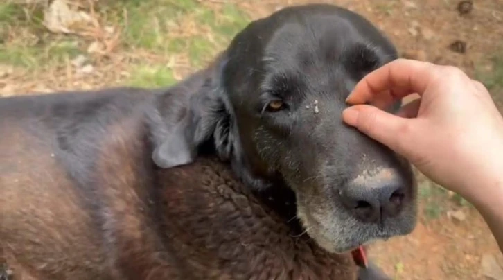 Otomobilin Altında Kalan Köpek Yaşamını Yitirdi 