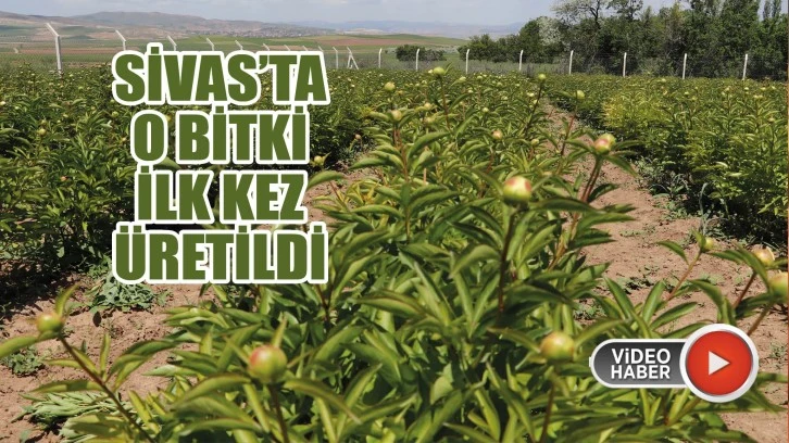 Sivas'ta O Bitki İlk Kez Üretildi 
