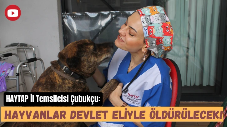 HAYTAP İl Temsilcisi Çubukçu: Hayvanlar Devlet Eliyle Öldürülecek!
