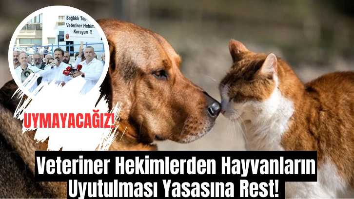 Veteriner Hekimlerden Hayvanların Uyutulması Yasasına Rest! 
