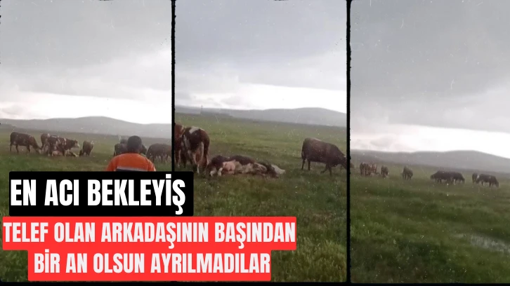 Sivas'ta İneğe Yıldırım Çarptı, Arkadaşları Başında Bekledi 