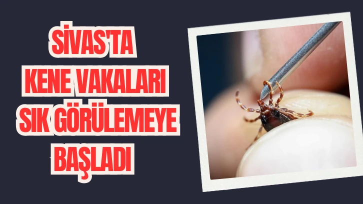 Sivas'ta Kene Vakaları Sık Görülemeye Başladı 