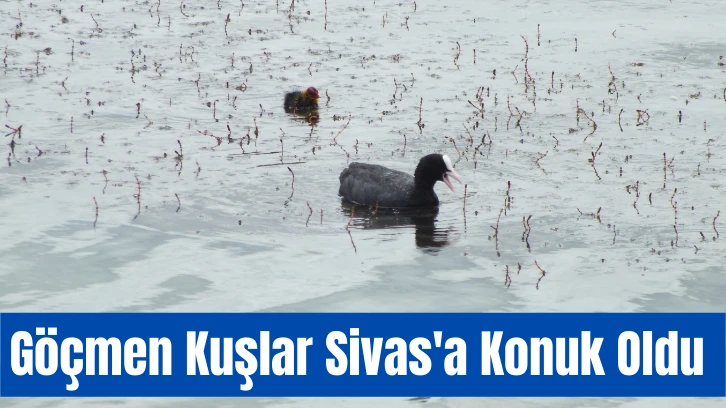 Göçmen Kuşlar Sivas'a Konuk Oldu 