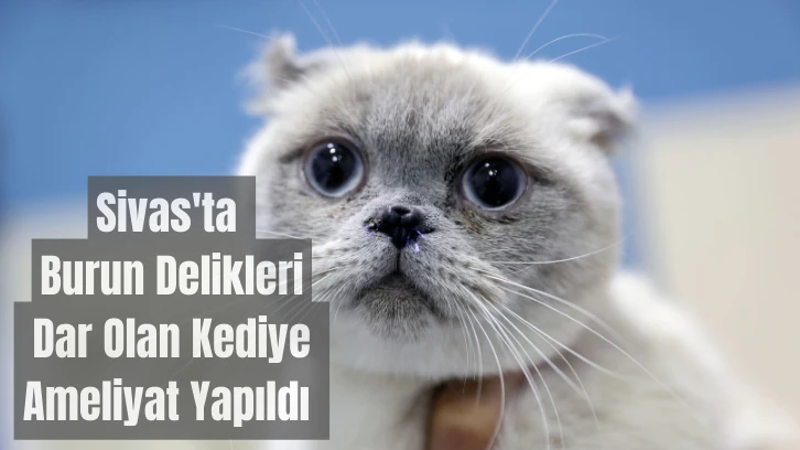 Sivas'ta Burun Delikleri Dar Olan Kediye Ameliyat Yapıldı 