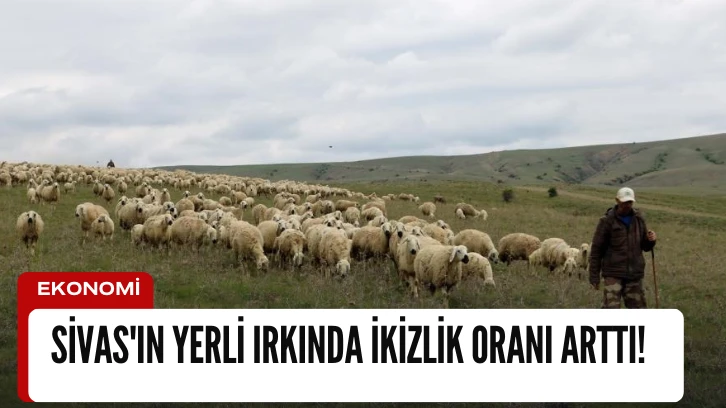 Sivas'ın Yerli Irkında İkizlik Oranı Arttı! 