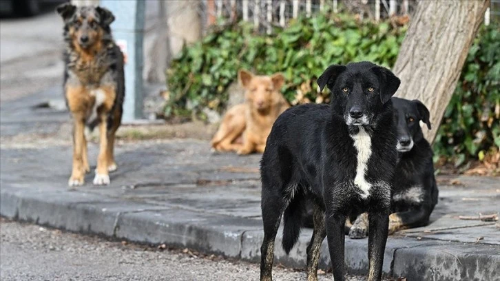 Türkiye'ye Seyahatlerde 'Kuduz' Riskine Dikkat Çekiliyor