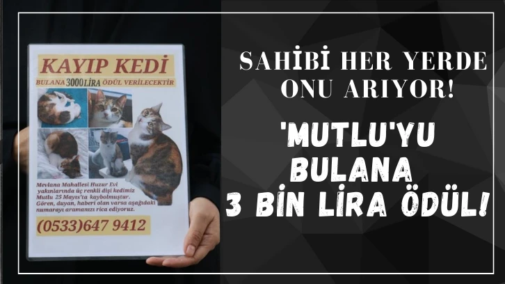 Sahibi Her Yerde Onu Arıyor! 'Mutlu'yu Bulana 3 Bin Lira Ödül!