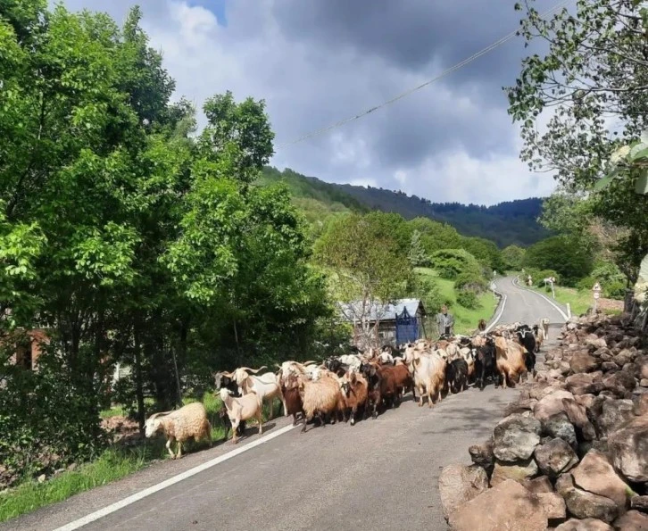 Mahalleye Dönüşen Köylerde Hayvan Sayısı Azaldı 