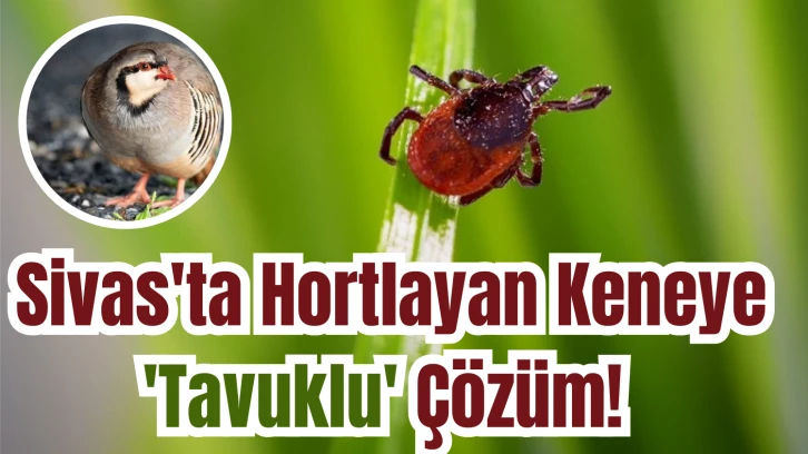 Sivas'ta Hortlayan Keneye 'Tavuklu' Çözüm! 