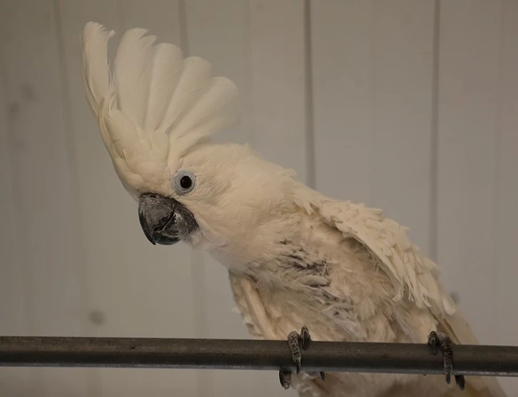 80 Yaşındaki Papağana Bebek Gibi Bakıyorlar 
