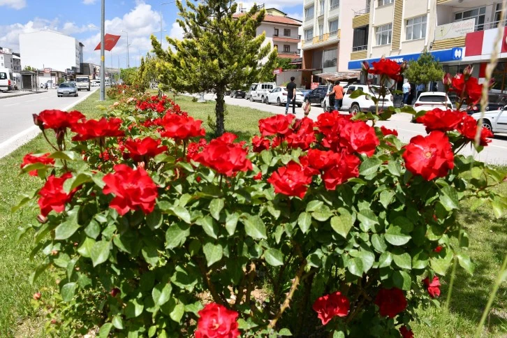 Gürün Rengarenk Çiçek Açtı