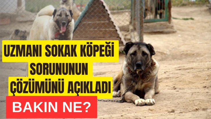 Uzmanı Sokak Köpeği Sorununun Çözümünü Açıkladı! Bakın Ne?