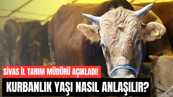 Sivas İl Tarım Müdürü Açıkladı! Kurbanlık Yaşı Nasıl Anlaşılır?