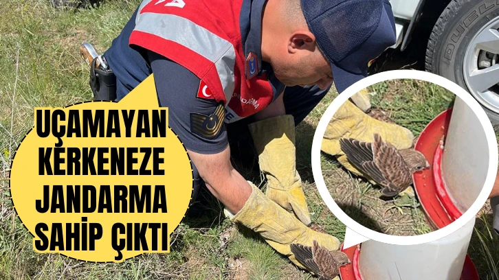 Uçamayan Kerkeneze Jandarma Sahip Çıktı