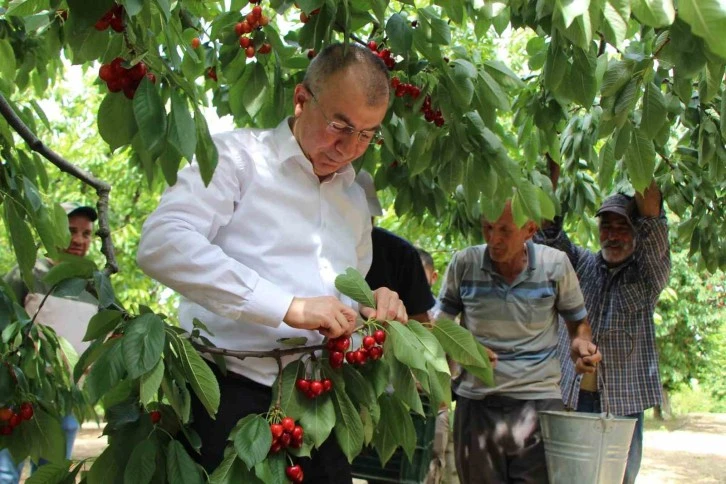 Dalları Kiraz Bastı!
