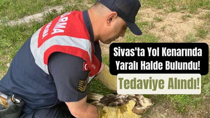 Sivas'ta Yol Kenarında Yaralı Halde Bulundu! Tedaviye Alındı!
