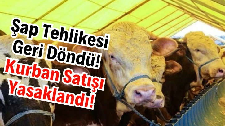 Şap Tehlikesi Geri Döndü! Kurban Satışı Yasaklandı!
