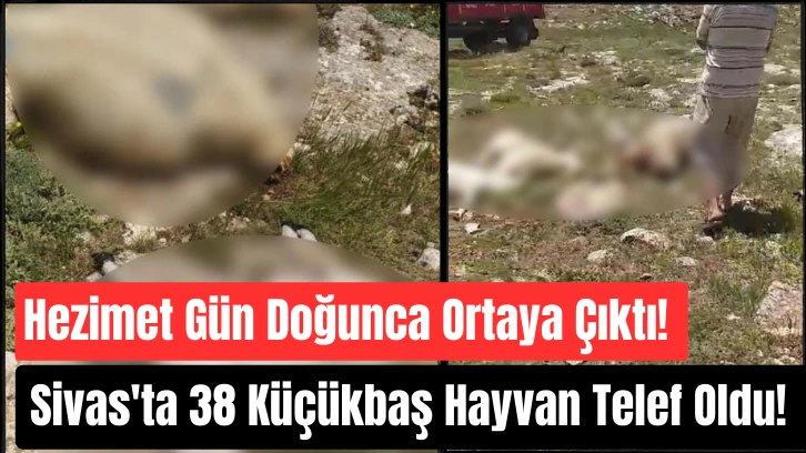 Hezimet Gün Doğunca Ortaya Çıktı! Sivas'ta 38 Küçükbaş Hayvan Telef Oldu! 