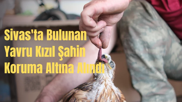 Sivas'ta Bulunan Yavru Kızıl Şahin Koruma Altına Alındı