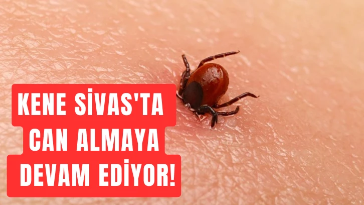 Kene Sivas'ta Can Almaya Devam Ediyor!