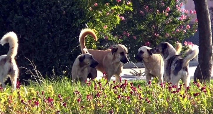 Kuduz Köpekleri Ankara'ya Saldılar!