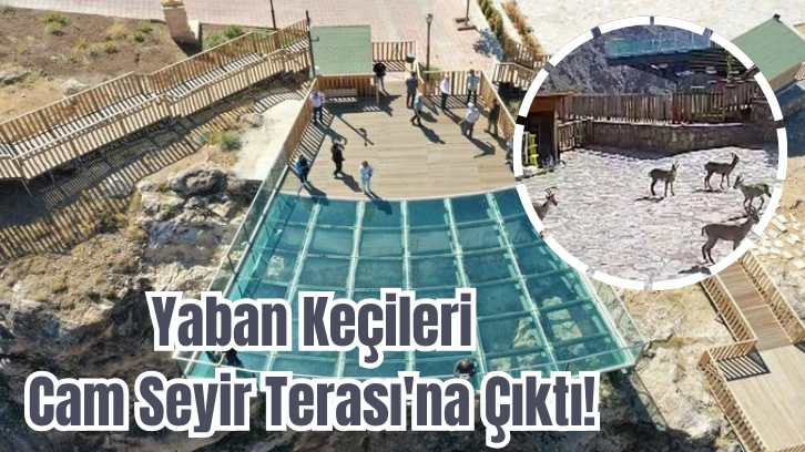 Yaban Keçileri Cam Seyir Terası'na Çıktı! 