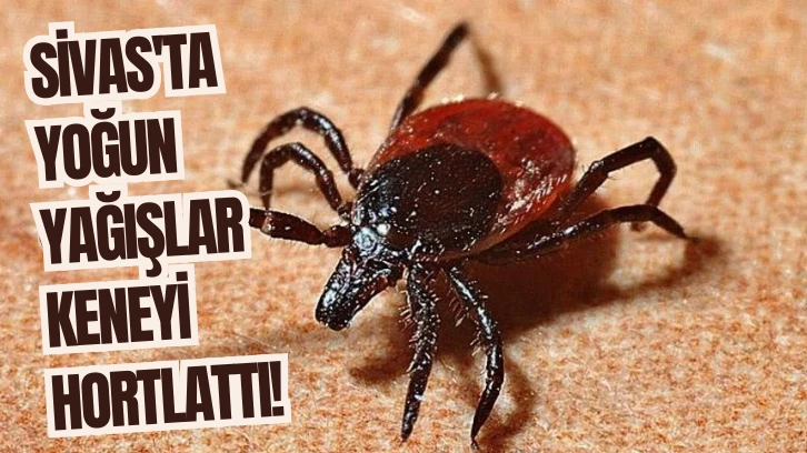 Sivas'ta Yoğun Yağışlar Keneyi Hortlattı! 