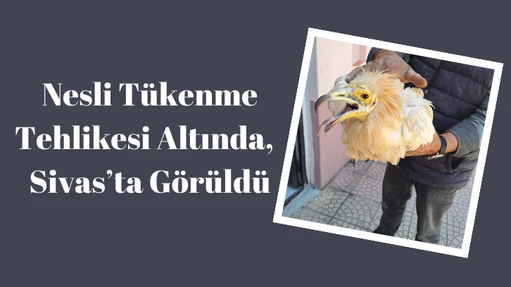Nesli Tükenme Tehlikesi Altında,  Sivas’ta Görüldü