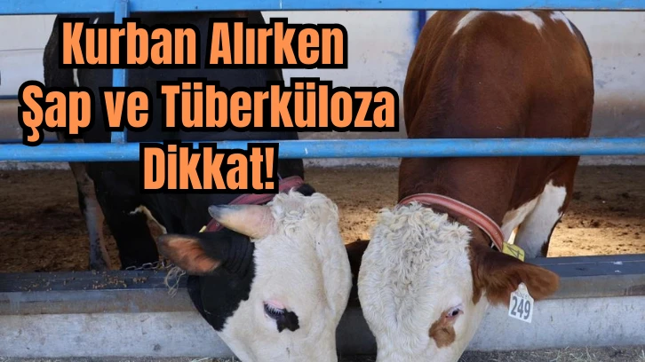 Kurban Alırken Şap ve Tüberküloza Dikkat!