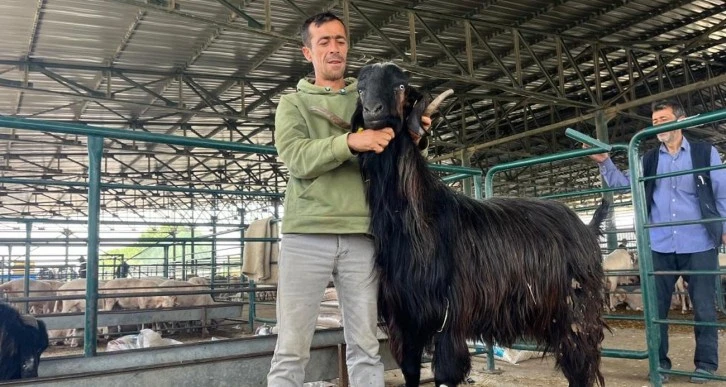 Gördüğünüz Bütün Keçileri Unutun! Bu Keçi Bambaşka 