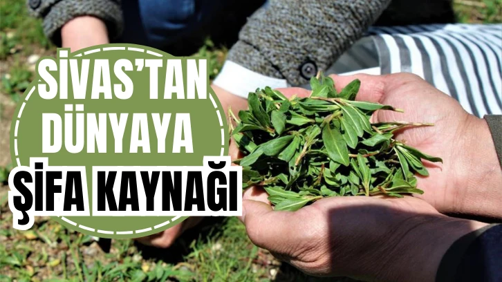 Sivas'tan Dünyaya Şifa Kaynağı