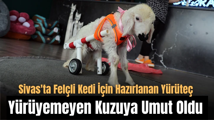 Sivas'ta Felçli Kedi İçin Hazırlanan Yürüteç Yürüyemeyen Kuzuya Umut Oldu 