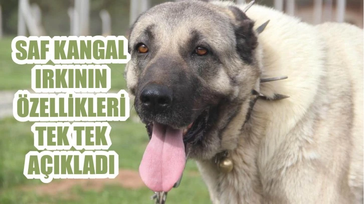 Saf Kangal Irkının Özelliklerini Tek Tek Açıkladı!