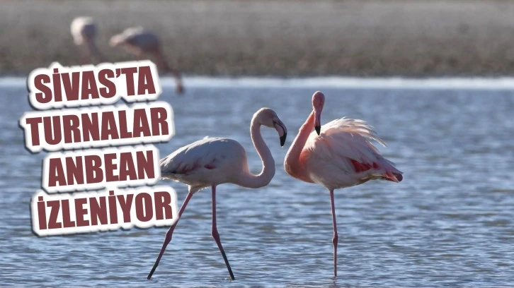 Sivas'ta Turnalar Anbean İzleniyor