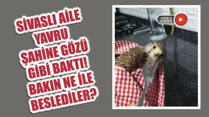 Sivaslı Aile Yavru Şahine Gözü Gibi Baktı! Bakın Ne İle Beslediler?