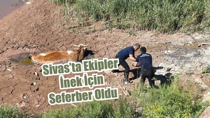 Sivas'ta Ekipler İnek İçin Seferber Oldu