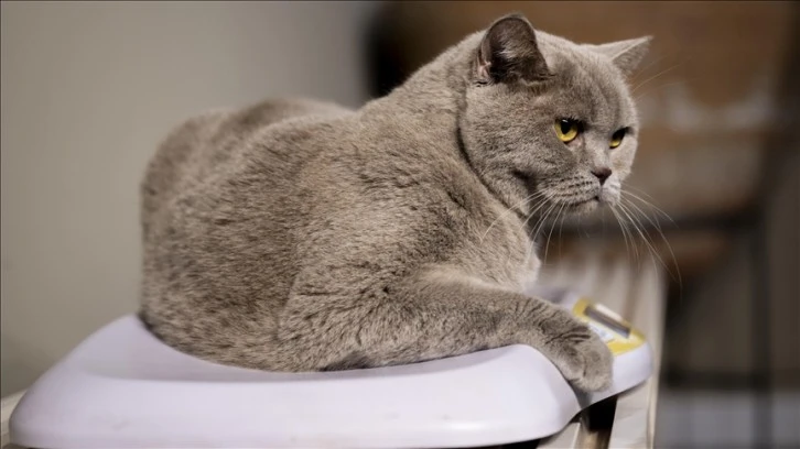 Obez Kedi 6 Kilo Verdi