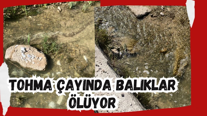 Tohma Çayında Balıklar Ölüyor