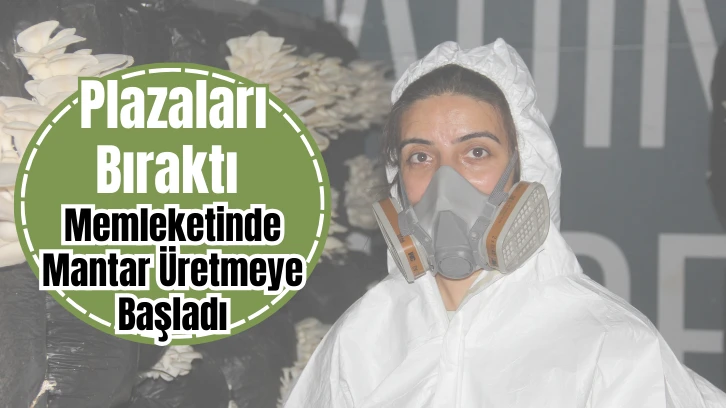 Plazaları Bıraktı Memleketinde Mantar Üretmeye Başladı
