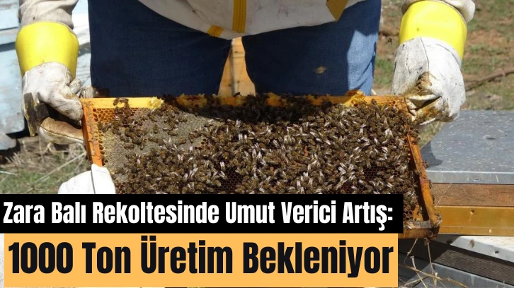 Zara Balı Rekoltesinde Umut Verici Artış: 1000 Ton Üretim Bekleniyor