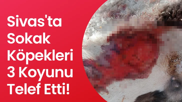 Sivas'ta Sokak Köpekleri 3 Koyunu Telef Etti!