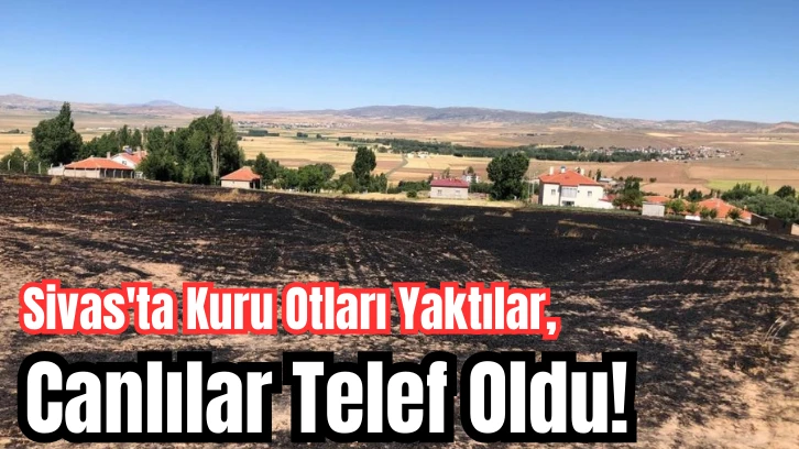 Sivas'ta Kuru Otları Yaktılar, Canlılar Telef Oldu! 