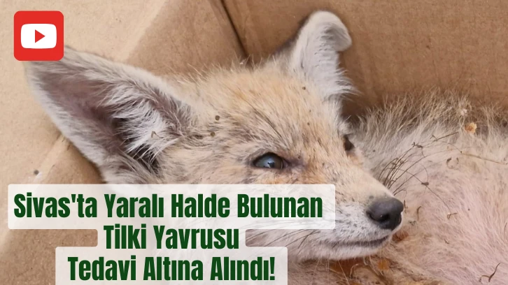Sivas'ta Yaralı Halde Bulunan Tilki Yavrusu Tedavi Altına Alındı! 