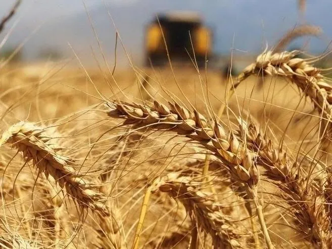 Ticaret Borsası Hububat Fiyatlarında Son Durumu Paylaştı 