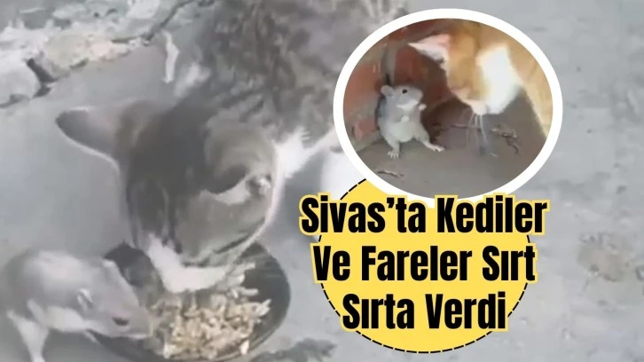 Sivas’ta Kediler Ve Fareler Sırt Sırta Verdi