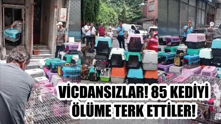 Vicdansızlar! 85 Kediyi Ölüme Terk Ettiler!